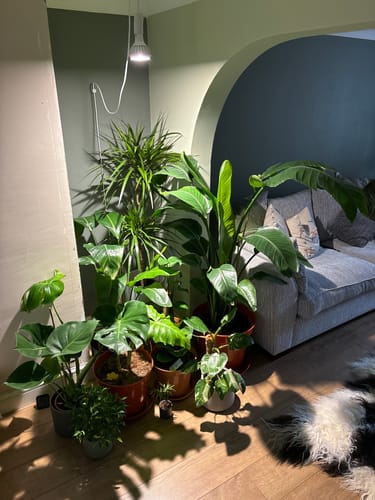 Customer photo review of Pianta Grow Light and Enna Plug-in Ceiling Pendant Bundle