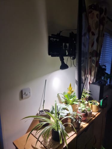 Customer photo review of Pianta Grow Light and Stelo Clip-On Bulb Holder Bundle