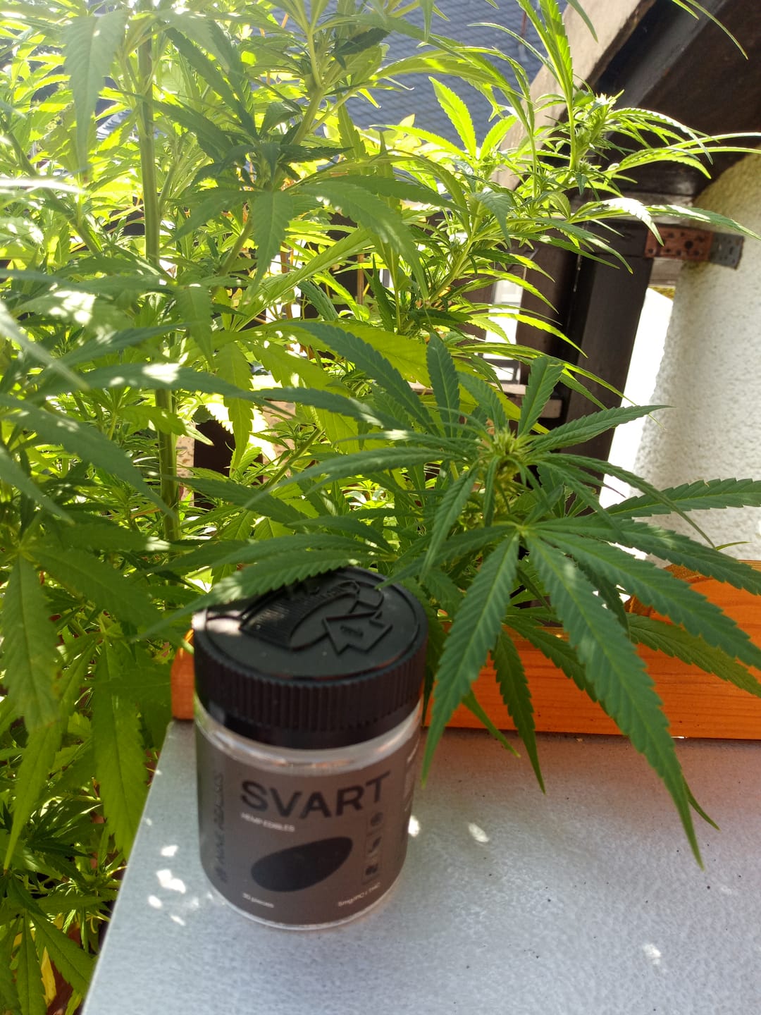Customer photo review of SVART - EDIBLES (THC 150mg)