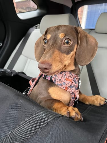 Customer photo review of Tough Trails™ Harness - Coffee Beans + Little Weens - Brown