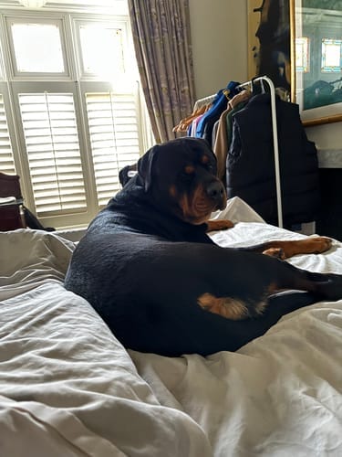 Customer photo review of Bully Sticks | Beef Pizzle