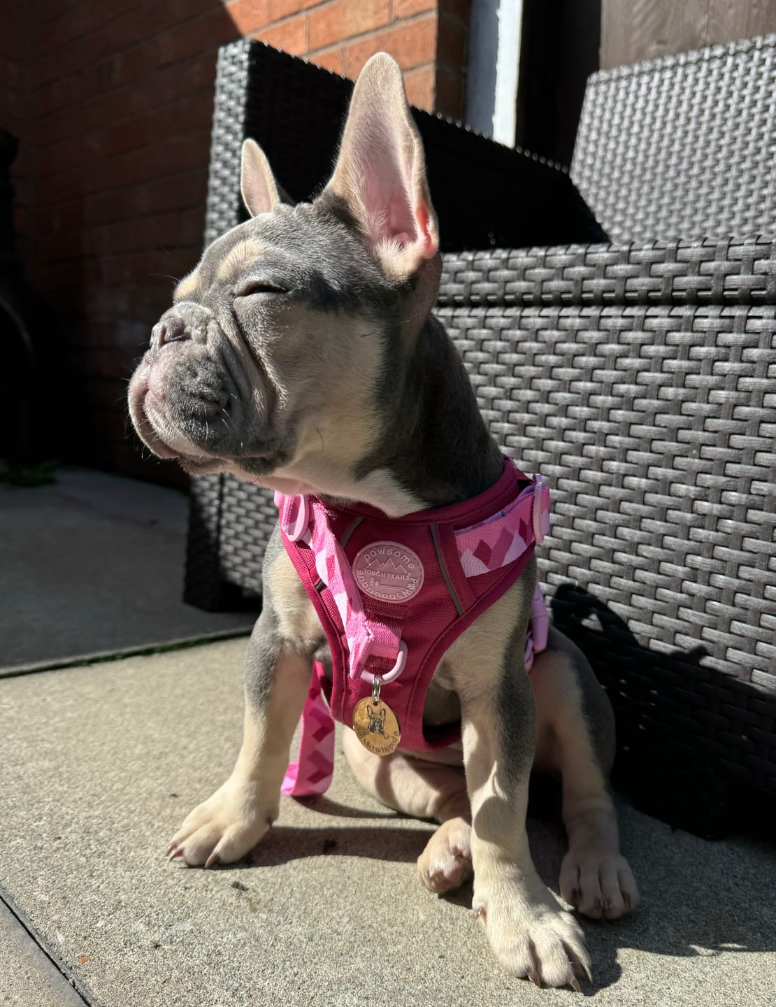 Customer photo review of Tough Trails™ Harness - Walkies Ready® Raspberry Pink