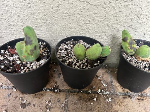 Customer photo review of Penis Cactus | Short Form | Trichocereus bridgesii monstrose