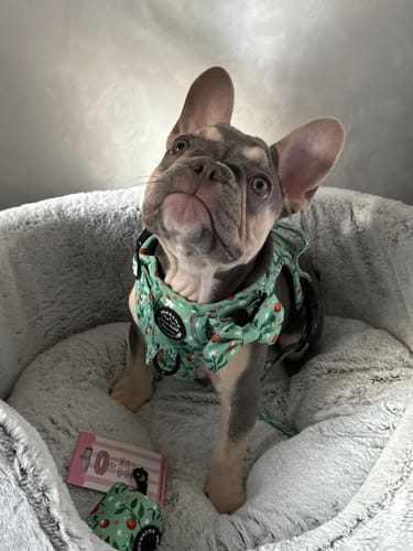 Customer photo review of Tough Trails™ Harness - Clemmie