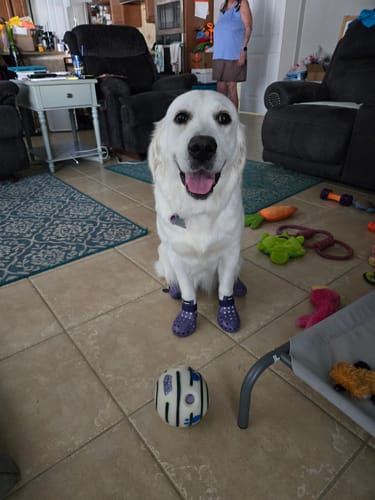 Customer photo review of WagWellie® Mojave Single