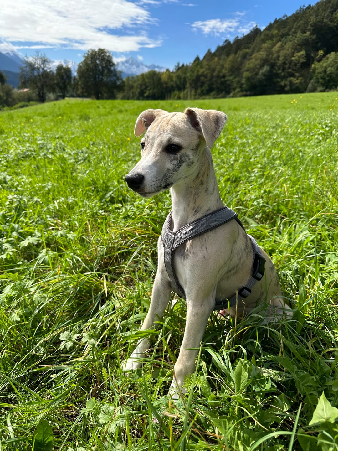 Customer photo review of Hundegeschirr FUN Welpe/Windspiel "Moon Grey"