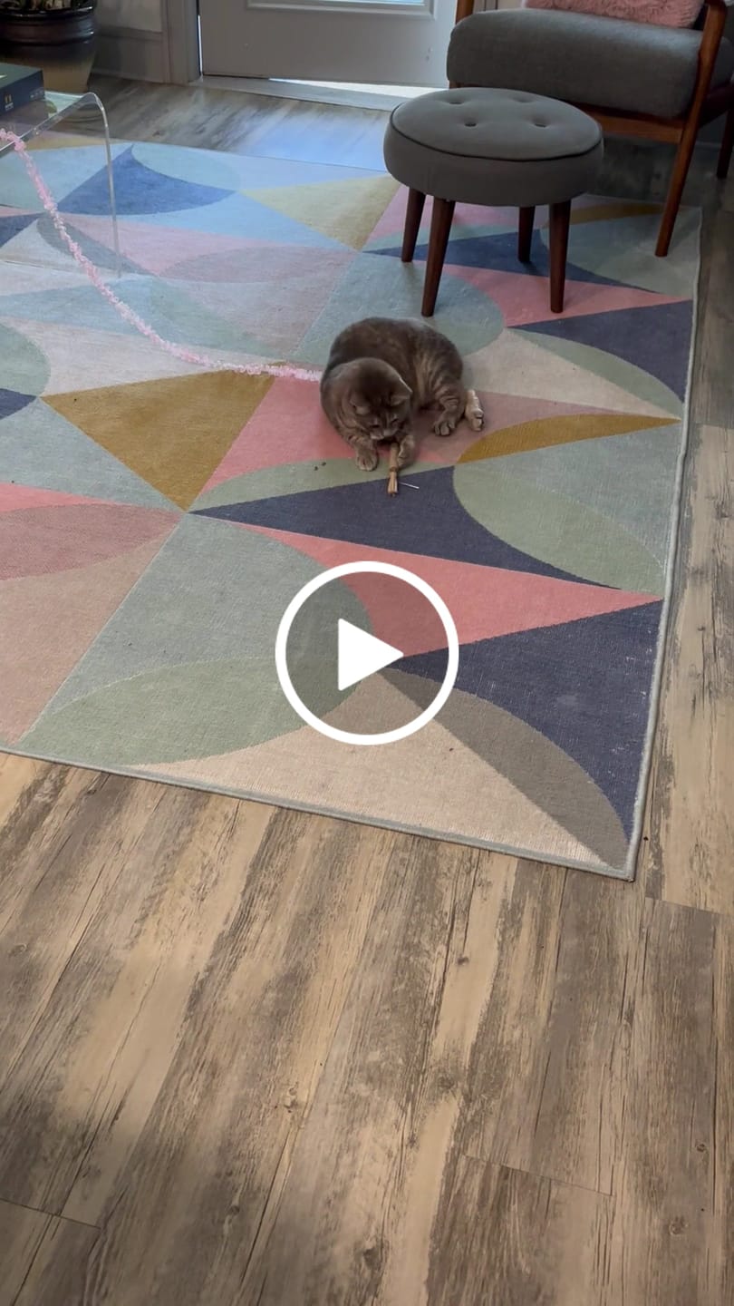 Customer video review of RYERCAT Silvervine Cat Dental Sticks