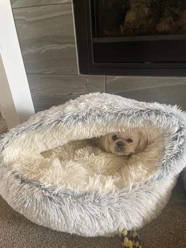 Customer photo review of Snuggle Haven Deluxe Pet Bed