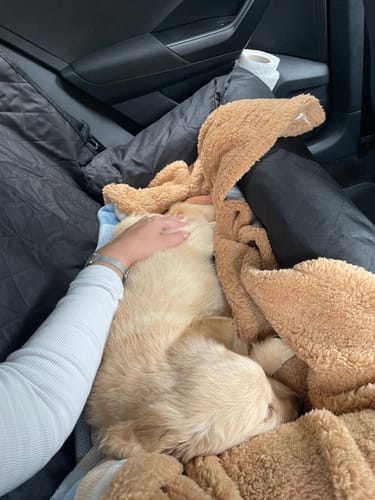 Customer photo review of Car Seat Cover