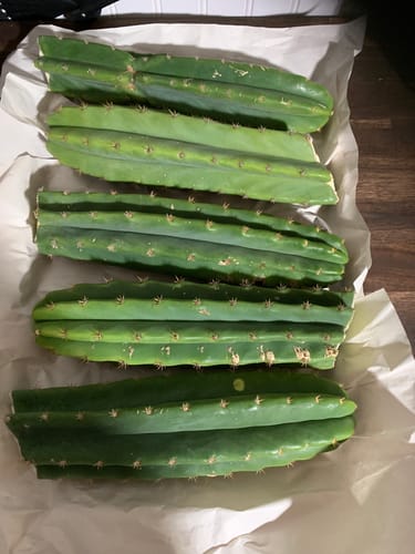 Customer photo review of Imperfect San Pedro Cactus Cuttings | Echinopsis (Trichocereus) pachanoi Cuttings