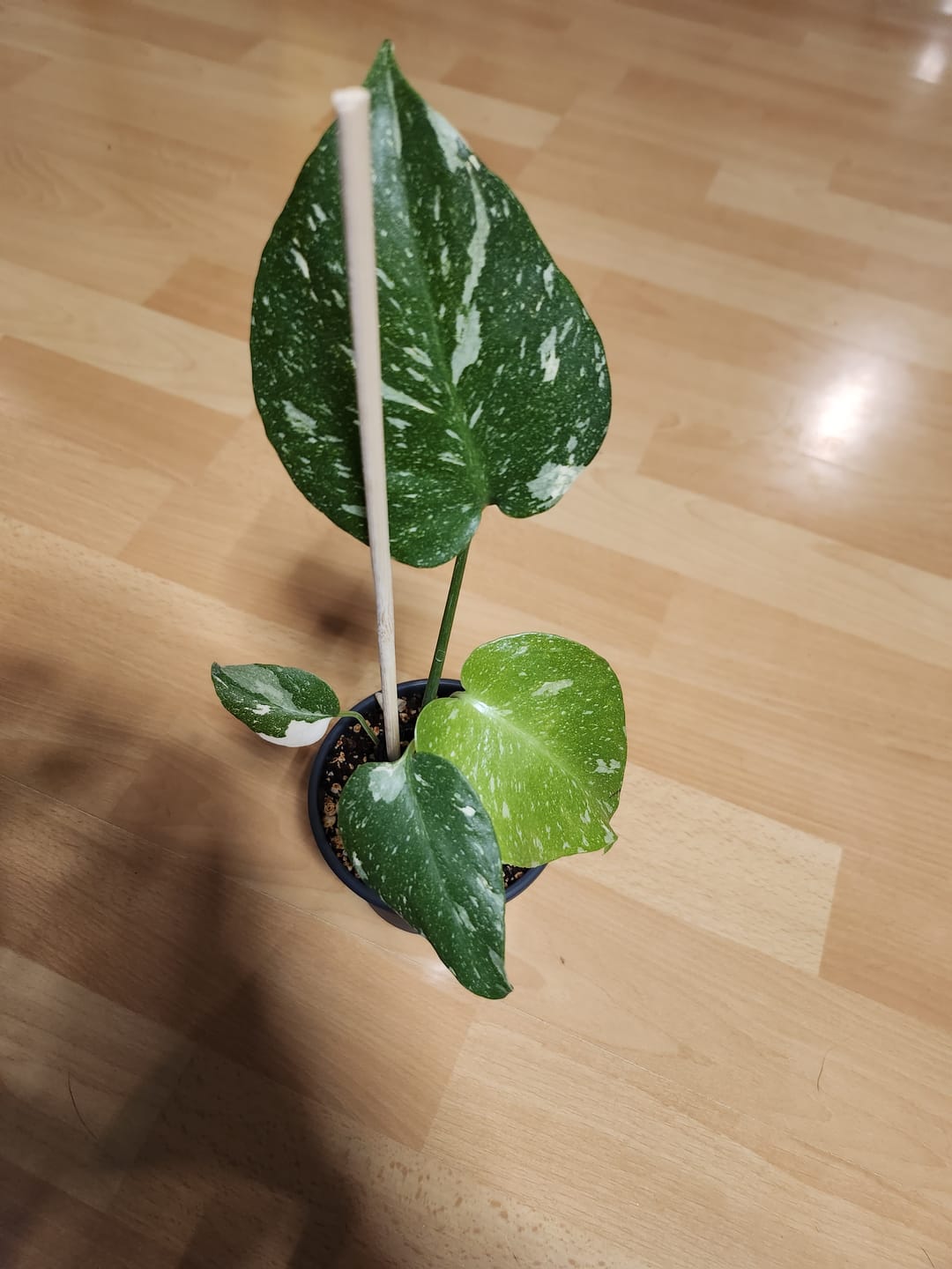Customer photo review of Monstera Thai Constellation - Babypflanze