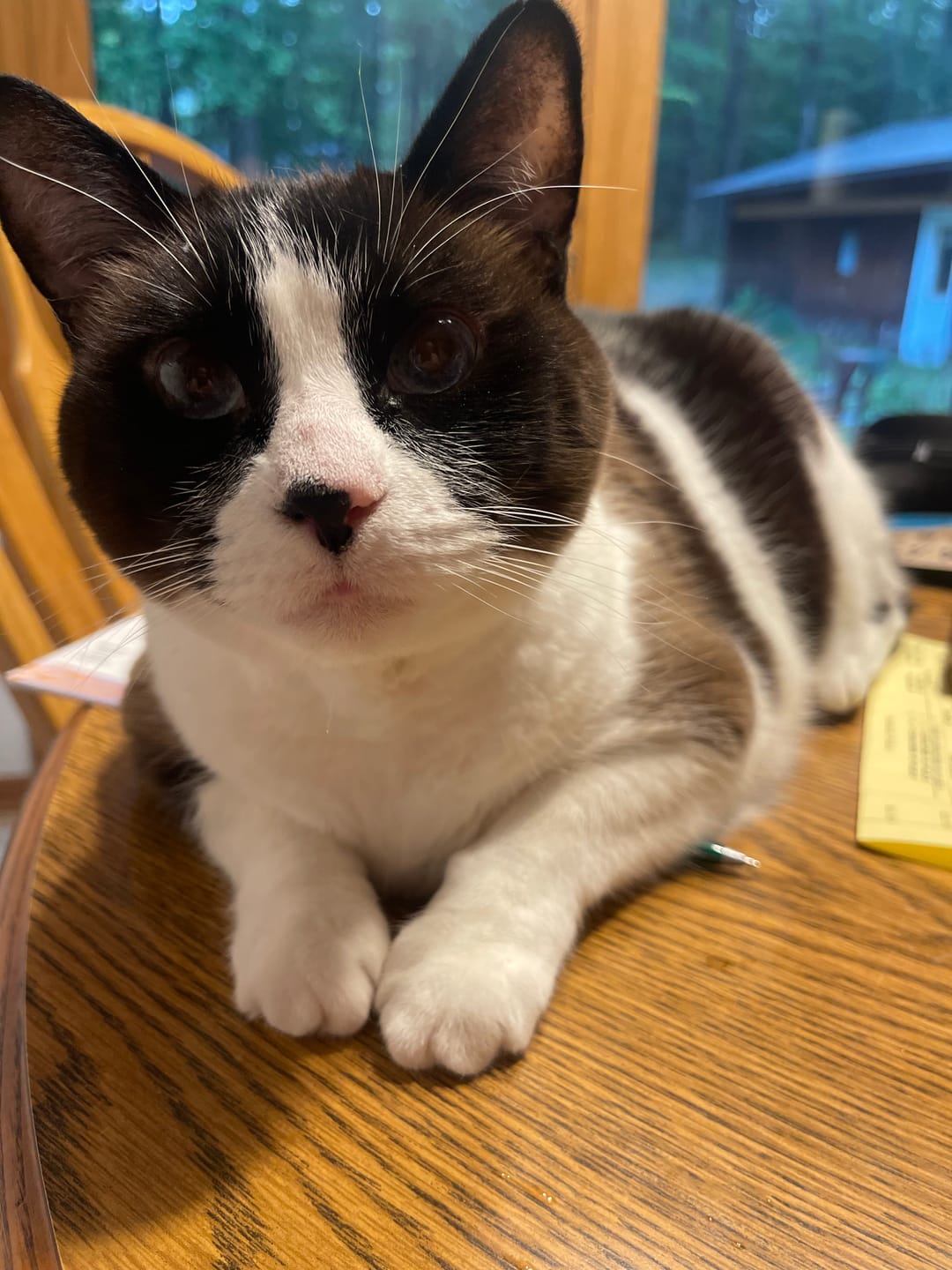 Customer photo review of ELS PET Mixed Cat Litter
