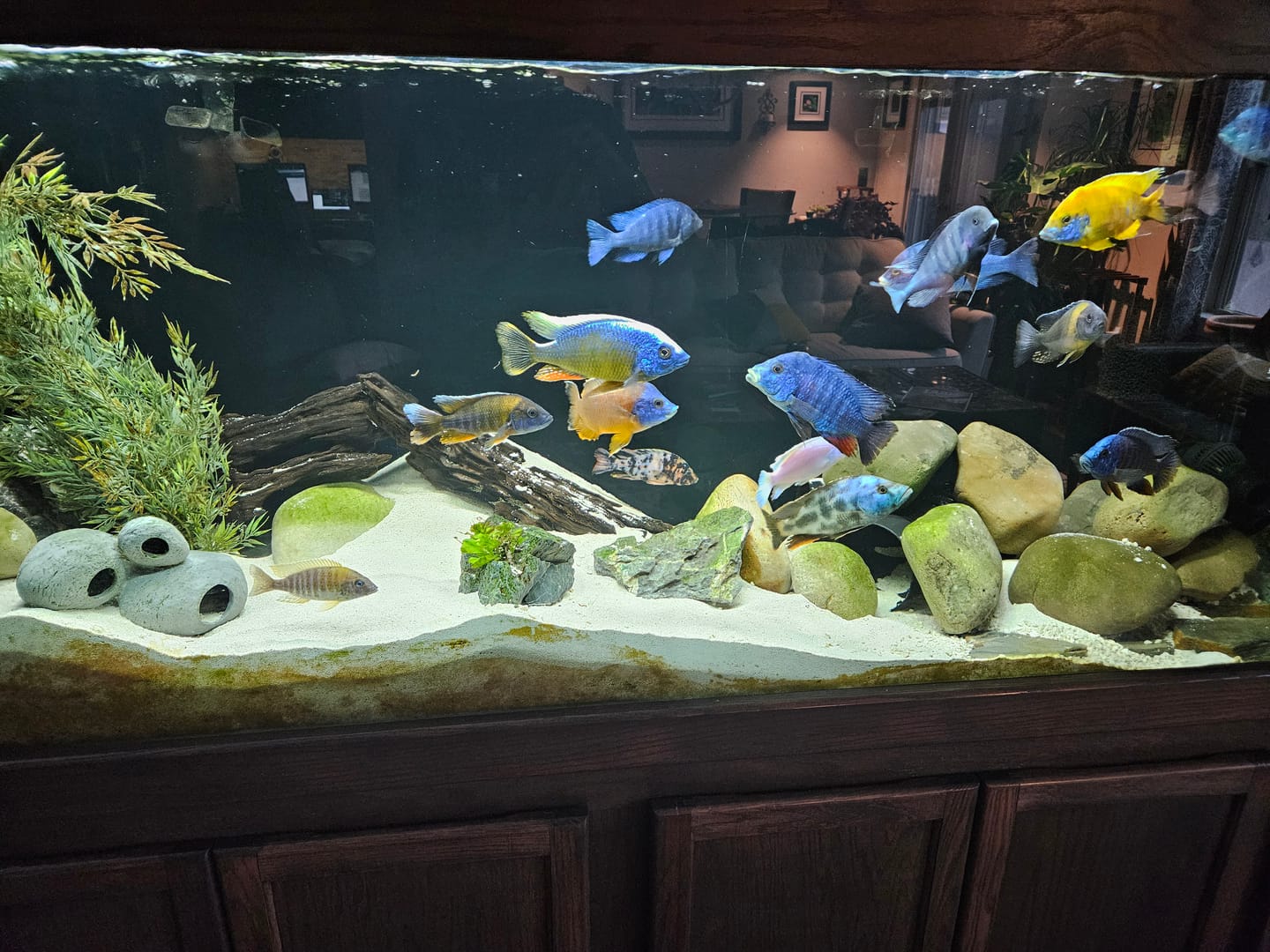 Customer photo review of Xtreme Big Fella Cichlid Food