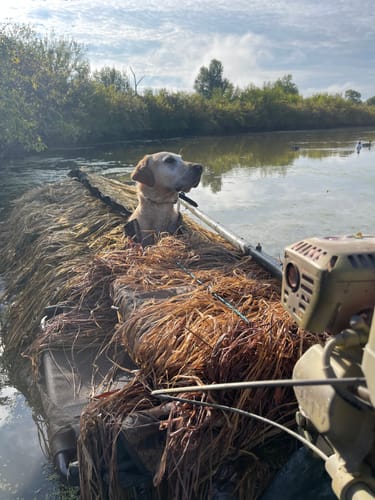 Customer photo review of Hunting Blind Raffia Grass (Individual)