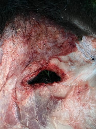 Customer photo review of Beast Broadheads (2-Pack + Practice Tip)