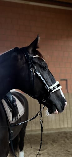 Customer photo review of gebisslose Trense in Lack - Glossy Luxury HB Bridle schwarz und NEW dunkelbraun !!! COMING SOON