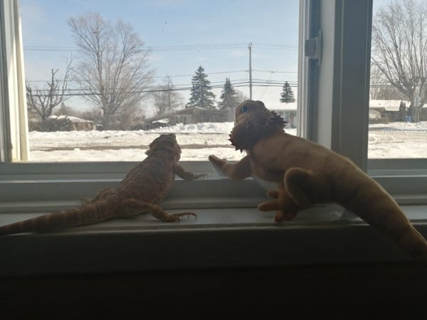 Customer photo review of Bearded Dragon Lizard Soft Stuffed Plush Toy