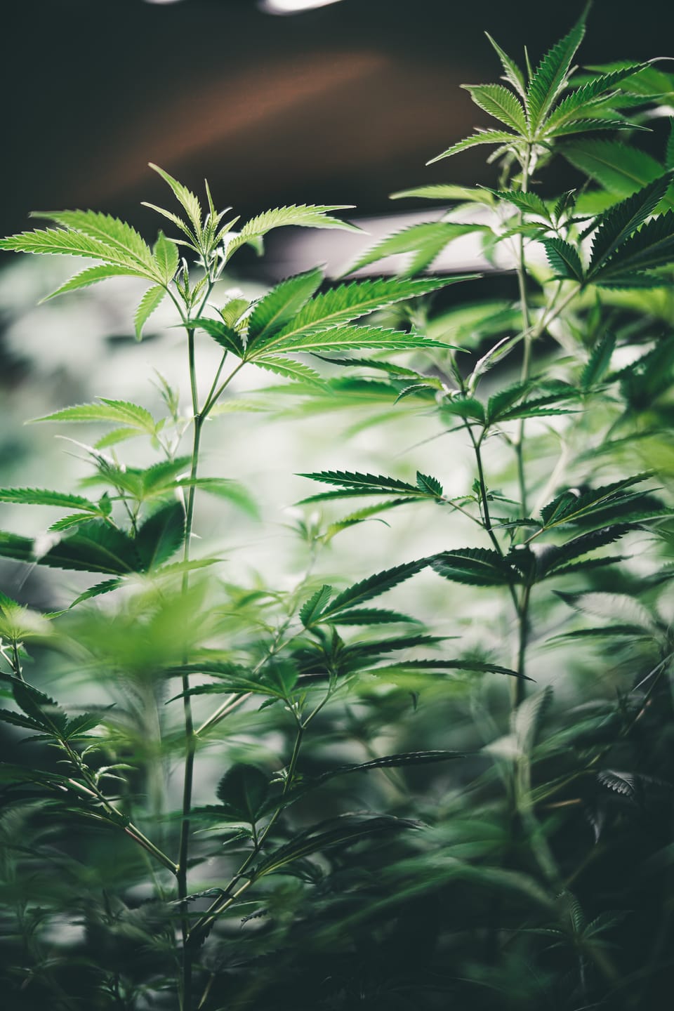 Customer photo review of Hanfsteckling | Agent Orange