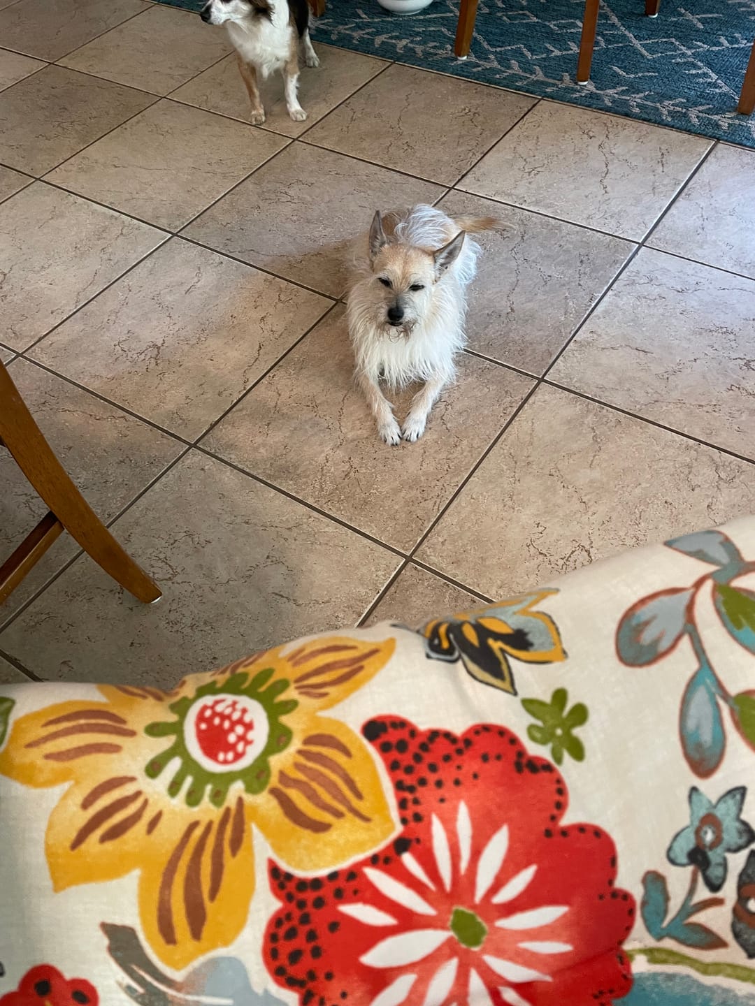 Customer photo review of Carrying Case for furMe Grooming Vacuum