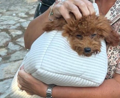 Customer photo review of Trasportino Cotone Urban Righe Grigio