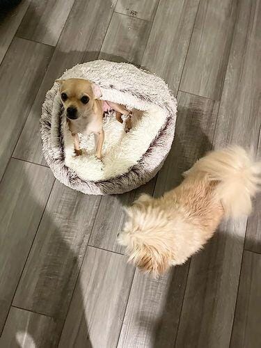 Customer photo review of Snuggle Haven Deluxe Pet Bed