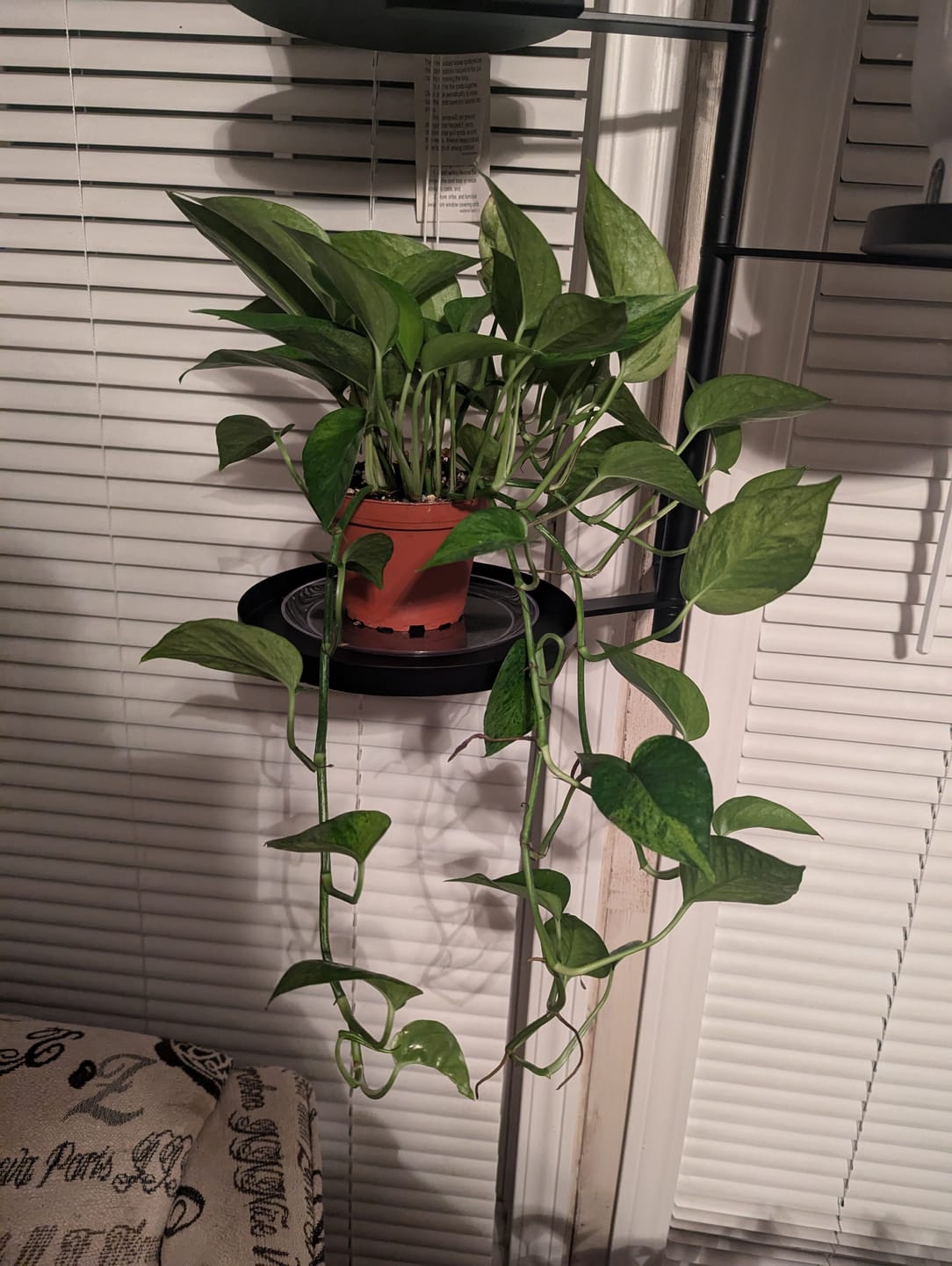 Customer photo review of Pothos Epipremnum aureum 'Jessenia'