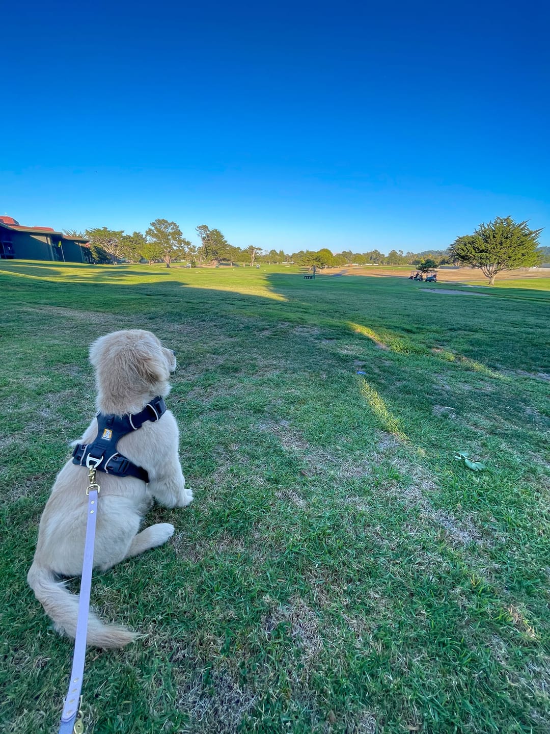 Customer photo review of Clay - Classic Biothane Dog Leash