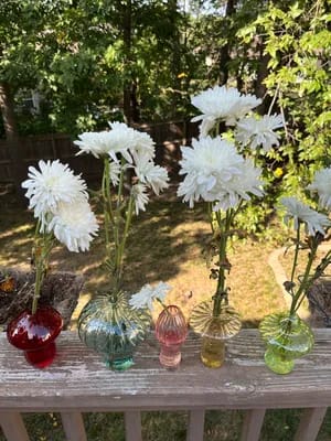 Customer photo review of MYCÉLIUM®