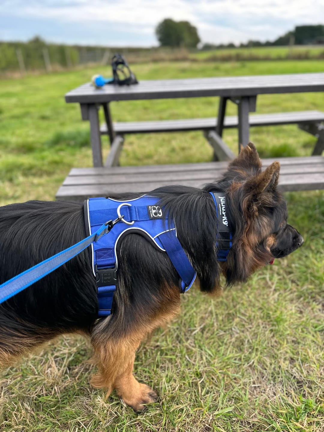 Customer photo review of Premium Comfort Harness | Non Restrictive & Adjustable - Blue v2.0