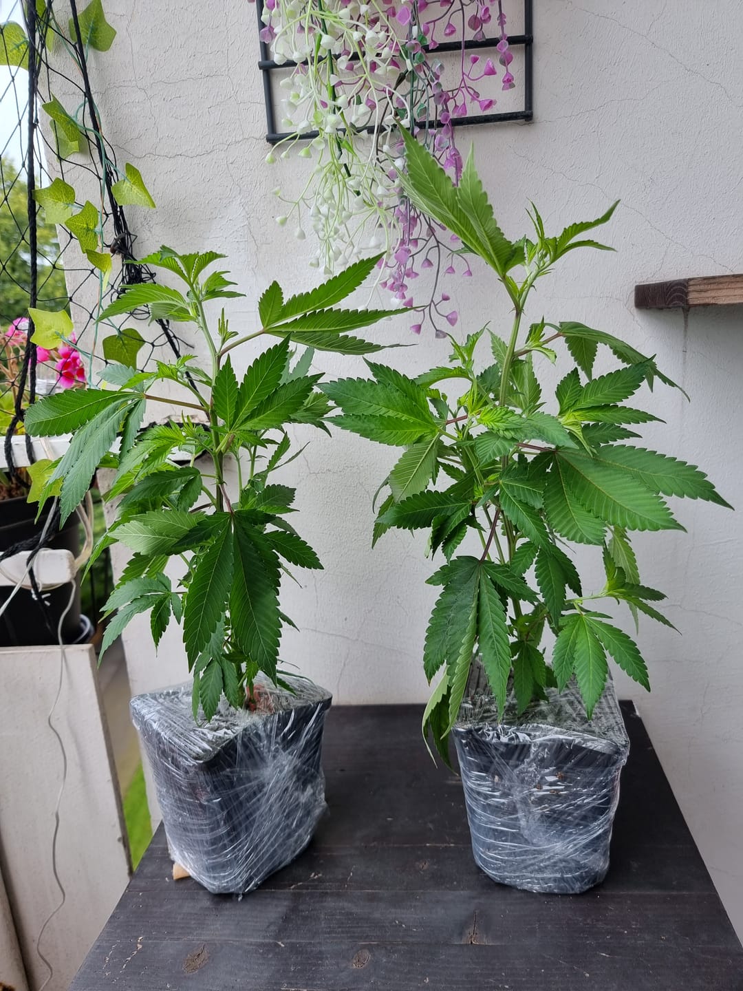 Customer photo review of Hanfsteckling | Blackberry Moonrock