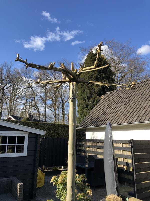 Customer photo review of 18V Nexxsaw Cordless One-Hand Chainsaw 6'' 154 mm