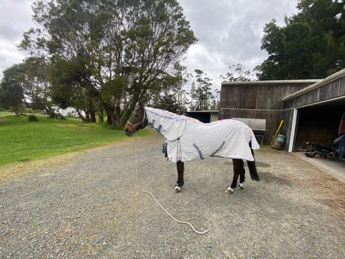Customer photo review of Weatherbeeta Cotton Summer Sheet Combo Neck - Umbrella Print