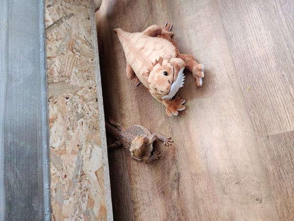 Customer photo review of Bearded Dragon Lizard Soft Stuffed Plush Toy