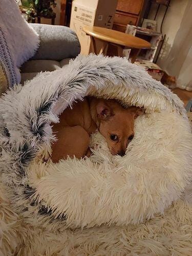 Customer photo review of Snuggle Haven Deluxe Pet Bed