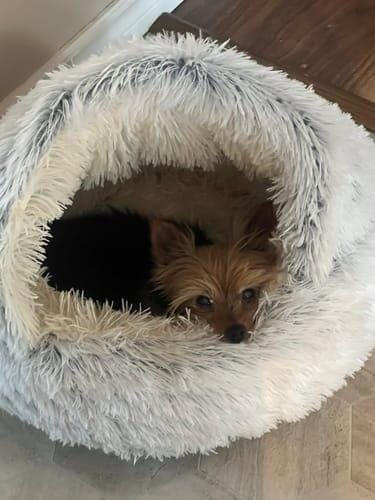 Customer photo review of Snuggle Haven Deluxe Pet Bed