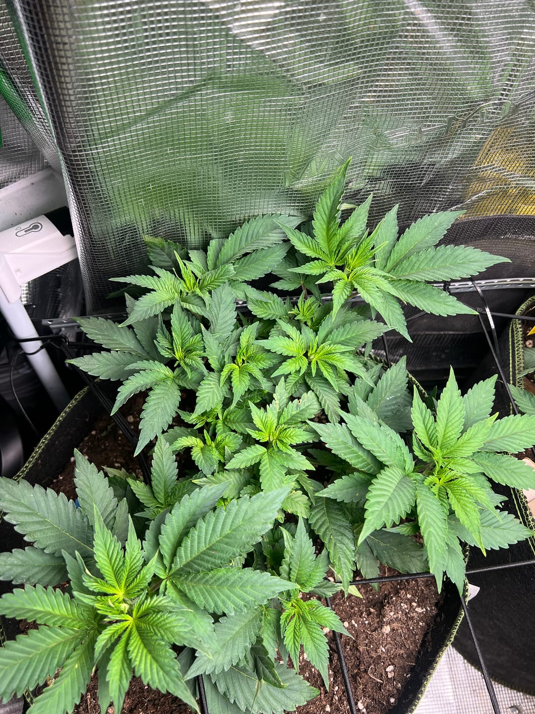 Customer photo review of Hanfsteckling | Blackberry Moonrock