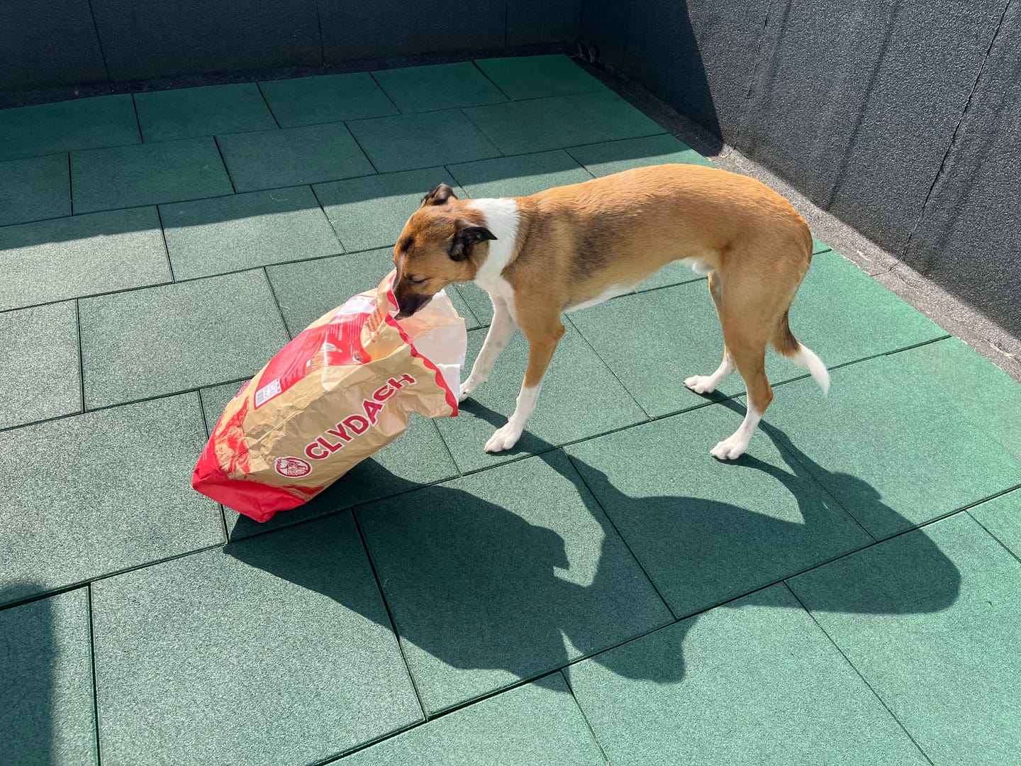 Customer photo review of British Venison Dry Food