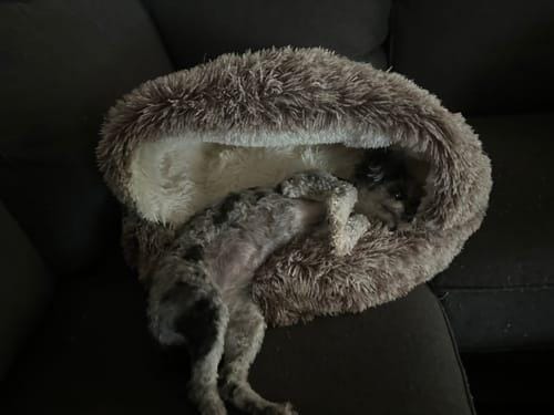 Customer photo review of Snuggle Haven Deluxe Pet Bed