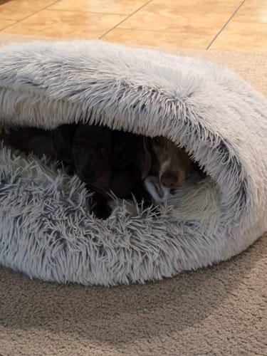 Customer photo review of Snuggle Haven Deluxe Pet Bed