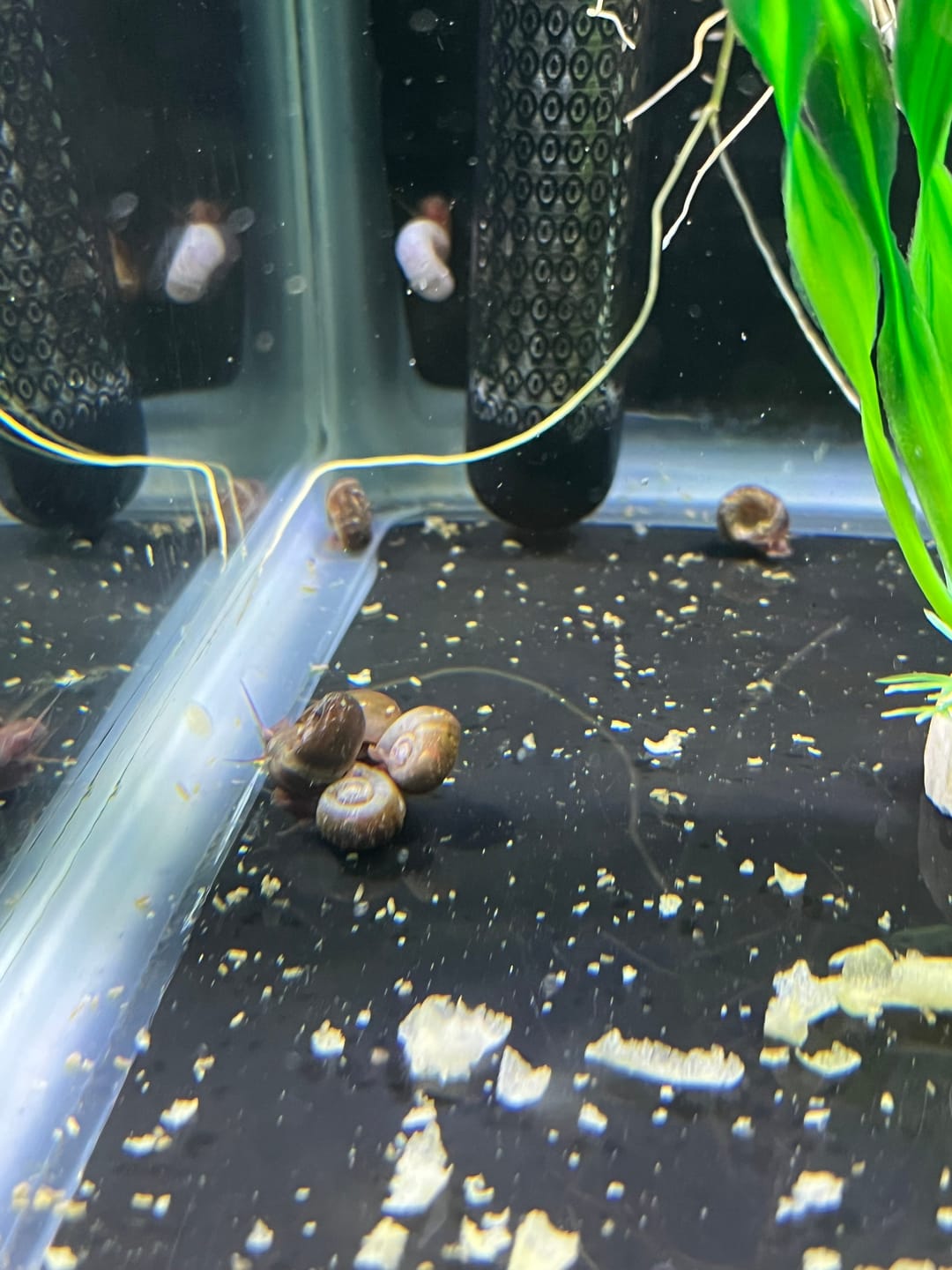 Customer photo review of RAMSHORN SNAILS (ASSORTED BLUE, PINK,GREY,GOLD)
