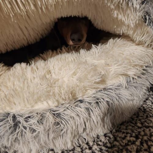 Customer photo review of Snuggle Haven Deluxe Pet Bed