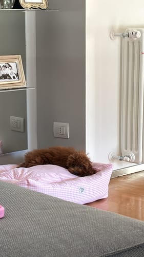 Customer photo review of Divanetto Vichy Rosa