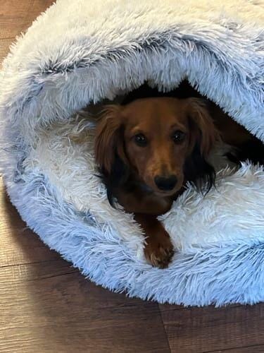 Customer photo review of Snuggle Haven Deluxe Pet Bed