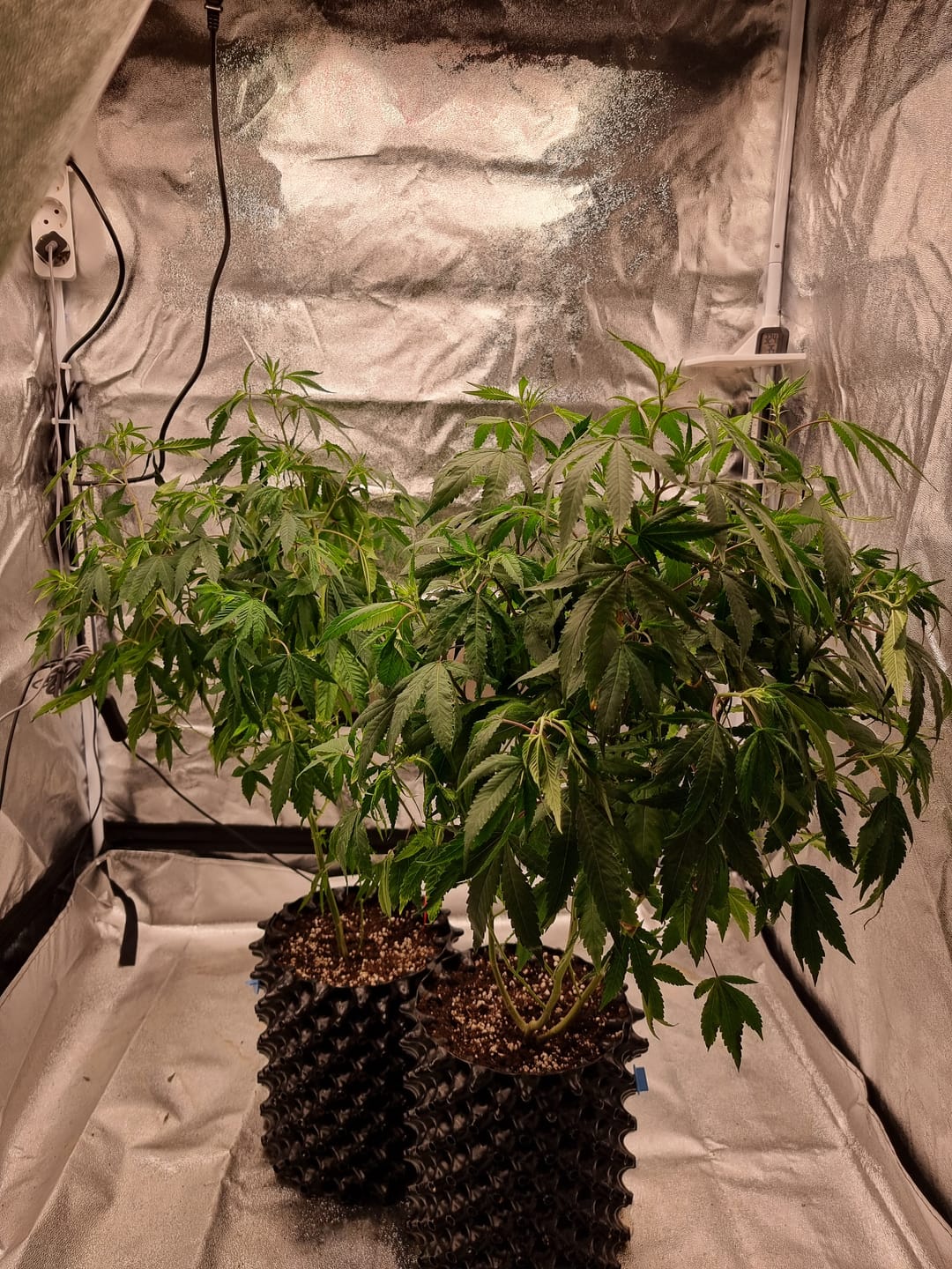 Customer photo review of Hanfsteckling | Future Island