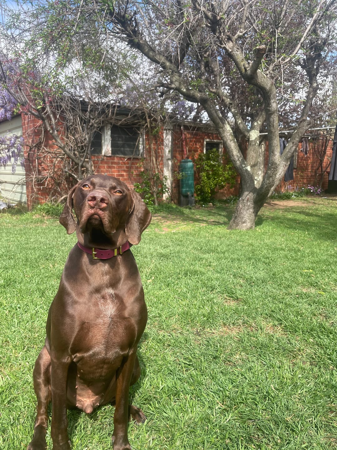 Customer photo review of Classic Buckle Collar - Waterproof BioThane® Custom Dog Collar