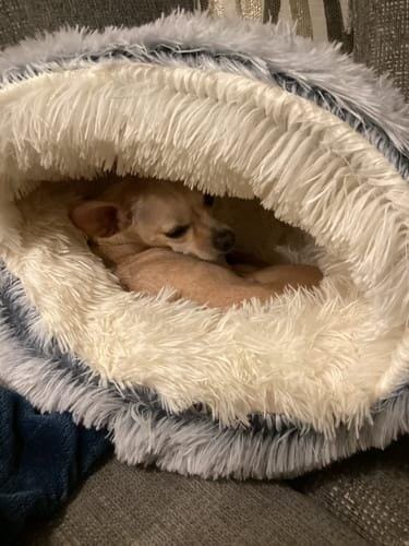 Customer photo review of Snuggle Haven Deluxe Pet Bed