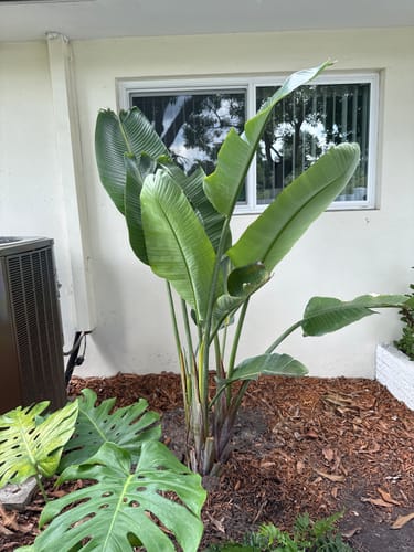 Customer photo review of Jasmine 'Minima'