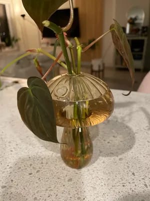 Customer photo review of MYCÉLIUM®