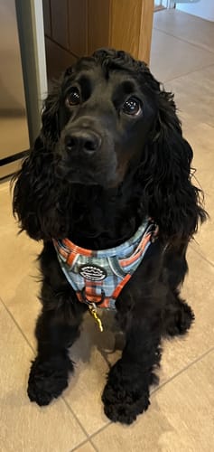 Customer photo review of Tough Trails™ Harness - Harvest Plaid