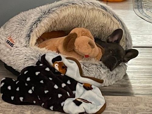 Customer photo review of Snuggle Haven Deluxe Pet Bed